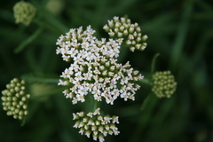 Achillea inundata
