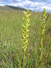 Roeperocharis bennettiana