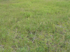 Roeperocharis bennettiana