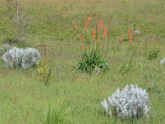 Kniphofia paludosa