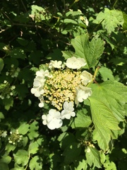 Viburnum opulus