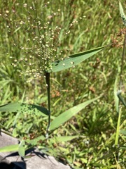 Dichanthelium scoparium