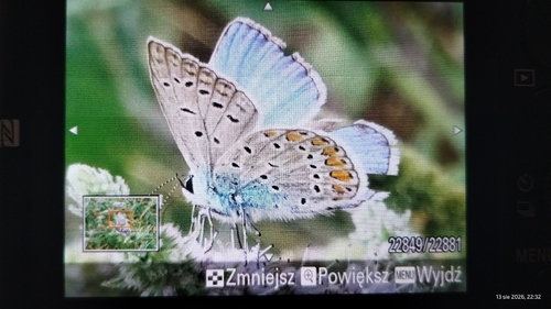 Common Blue