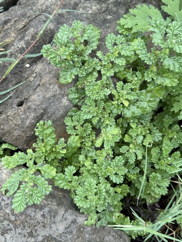 Coldenia procumbens