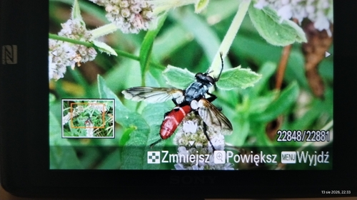 Cylindromyia bicolor