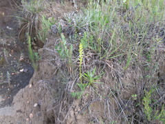 Satyrium microcorys image