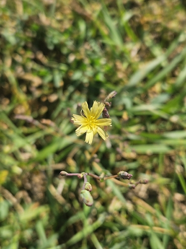 prickly lettuce