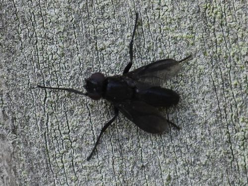 Smoky-winged Woodlouse Fly, Groesbeek, Nederland, photo 5 of 10