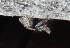 Oxyopes scalaris