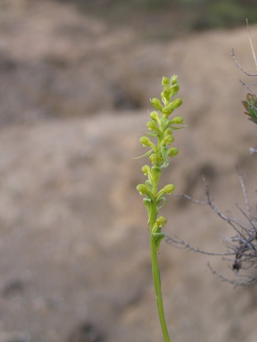 Satyrium microcorys image