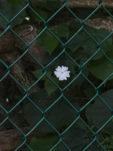 Thunbergia fragrans observed 2026-08-13