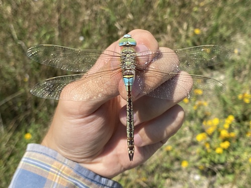 Lesser Emperor