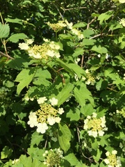 Viburnum opulus