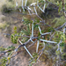 Acacia horrida