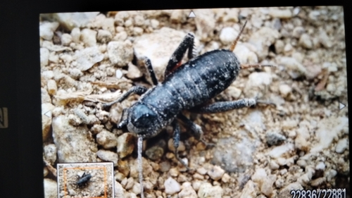 European Field Cricket