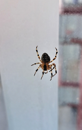 Cross Orbweaver