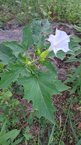 jimsonweed