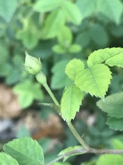 Rosa arvensis