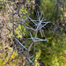 Acacia horrida