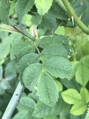 Rosa arvensis