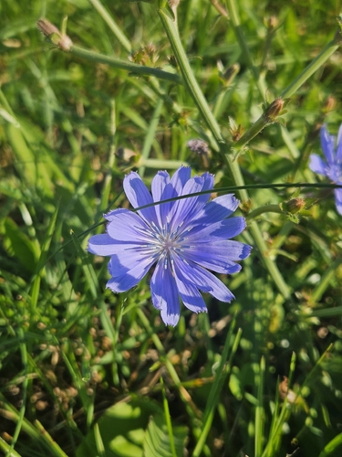 chicory