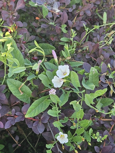 field bindweed