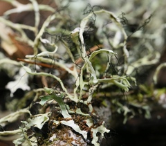 Heterodermia leucomelos