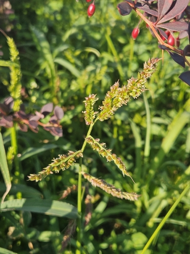 barnyardgrass