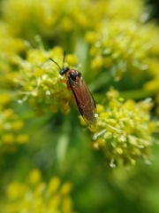 Athalia rosae