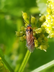Athalia rosae
