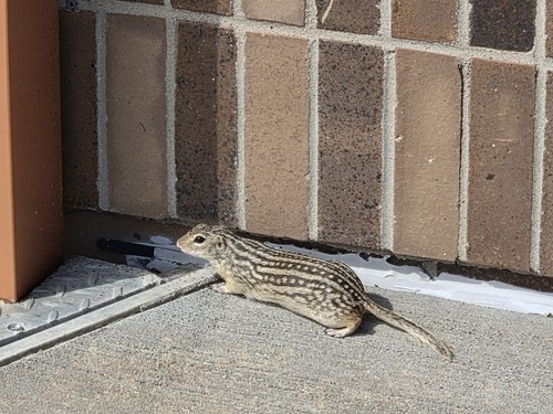 Thirteen-lined Ground Squirrel