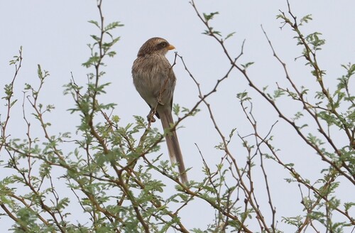 iNaturalist image