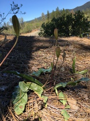 Erythronium citrinum