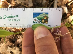 Erythronium citrinum