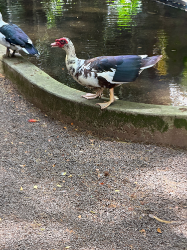 Cairina moschata observed 2026-08-11