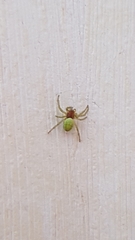 Araniella cucurbitina