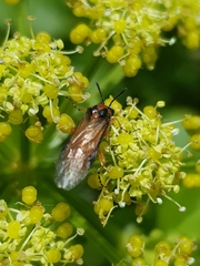 Athalia rosae