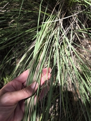 Muhlenbergia lindheimeri, photograph (c) Rachel, some rights reserved (CC BY)