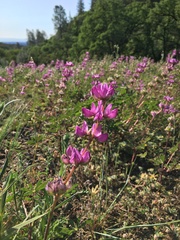 Lupinus microcarpus microcarpus