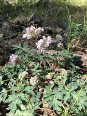 Phacelia ramosissima subglabra