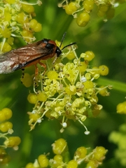 Athalia rosae