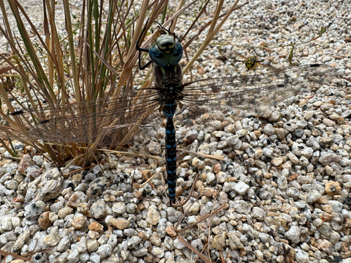 iNaturalist observation photo of Paddle-tailed Darner