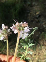 Phacelia ramosissima subglabra