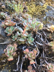 Sedum flavidum