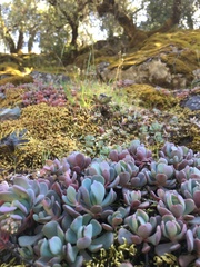 Sedum flavidum