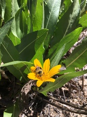 Wyethia longicaulis
