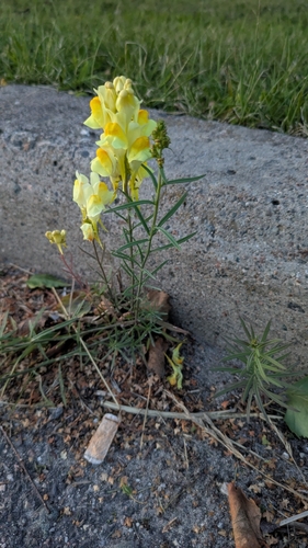 common toadflax