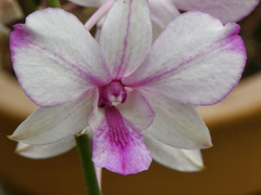 Dendrobium