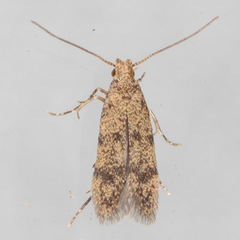 Autostichidae