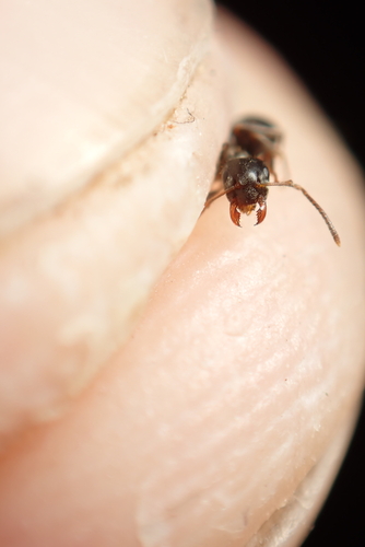Black Garden Ant